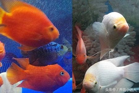 血鸚鵡適合和什麼魚混養